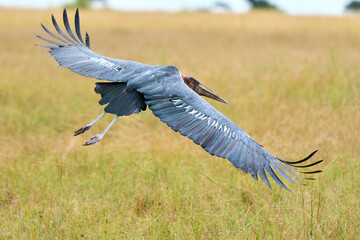 Marabou stork bird flying free in the savannah