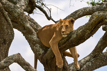 Lioness leaning on a tree trunk in the shadow