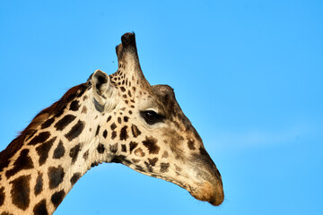Side view of the head of a majestic wild giraffe