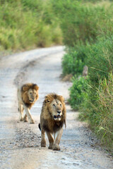 Two lions walking along a muddy path in the savannah