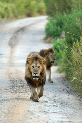 Obraz premium Lions walking free and wild in a path