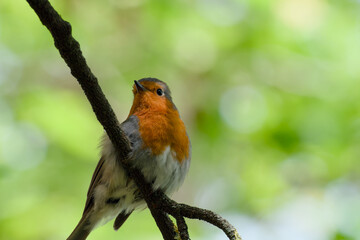 European robin is perching on a tree branch