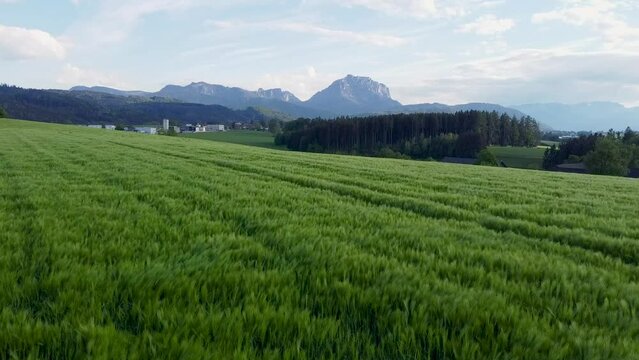 Shallow drone flight towards mountains over crops field