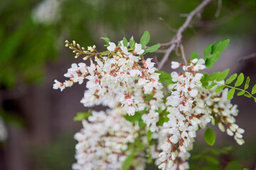 a blooming acacia branch on a spring day