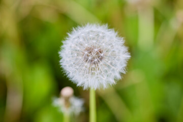close up with a fluffy dandelion in the garden.