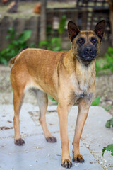 a beautiful dog specimen, at home in the country.