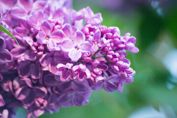 close up of lilac flowers