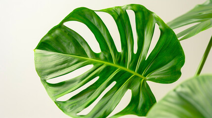 split-leaf philodendron leaf, with its lush green color and intricate lobes captured in crisp...