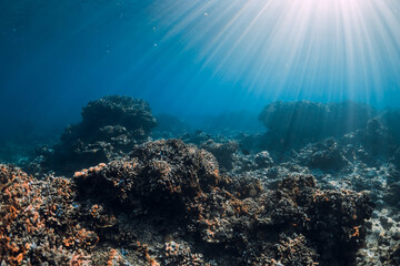 Underwater scene with copy space. Blue ocean with corals and sun rays