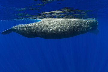Sperm whale in the blue ocean. Underwater view