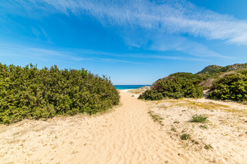 Path to the beach in springtime