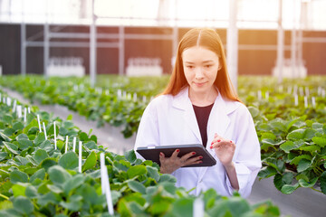 scientist agronomist working using tablet software smart farming digital technology at strawberry...