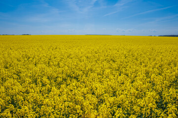Obraz premium field of beautiful springtime golden flower of rapeseed with blue sky, canola colza in Latin Brassica napus, rapeseed is plant for green industry