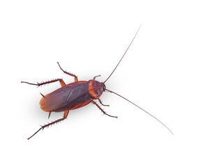 brown cockroach isolated on white background(top view)