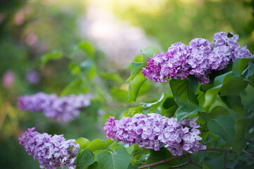 lilac in the garden
