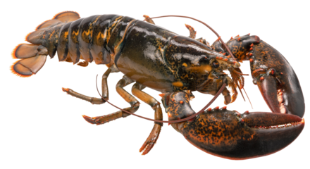 Red mango in Bamboo basket on wooden table background, Fresh Japanese Elegant mango fruits “Egg of the Sun” Sugar content of 16 degrees on wooden background.