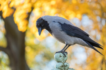 Naklejka premium The hooded crow against the background of autumn yellow leaves. Corvus cornix