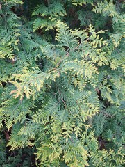 background of green fern