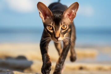 Obraz premium Medium shot portrait photography of a cute oriental shorthair cat hopping while standing against beach background
