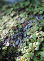 Laghi di Fusine inferiore e superiore, Tarvisio
