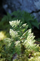 Laghi di Fusine inferiore e superiore, Tarvisio