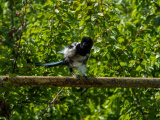 black and white lemur