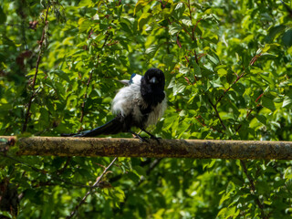 black and white squirrel