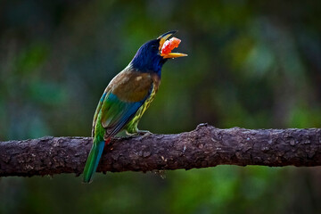 Great Barbet Psilopogon Virens