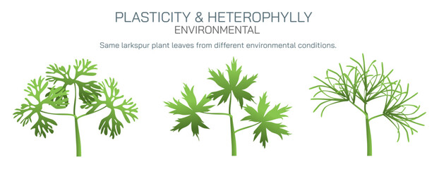 Heterophylly plasticity refers to the different shapes of leaves present at different stages of life or different environmental conditions. It can be environmental, habitual and developmental vector.