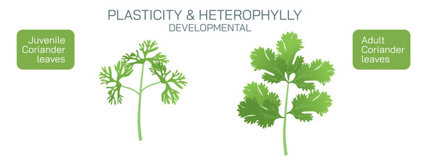Heterophylly plasticity refers to the different shapes of leaves present at different stages of life or different environmental conditions. It can be environmental, habitual and developmental vector.