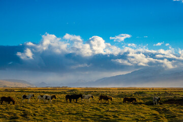 Herd of wild horses in a field with cludy sky in south Iceland