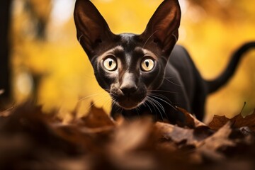 Lifestyle portrait photography of a curious oriental shorthair cat jumping in autumn foliage background