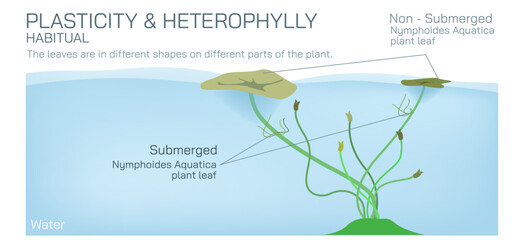 Heterophylly plasticity refers to the different shapes of leaves present at different stages of life or different environmental conditions. It can be environmental, habitual and developmental vector.