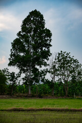 Big trees and banana forest