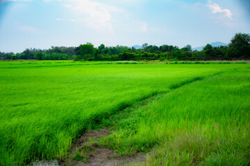 Green rice field