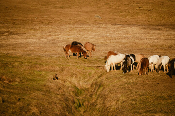 Herd of wild horses in south Iceland