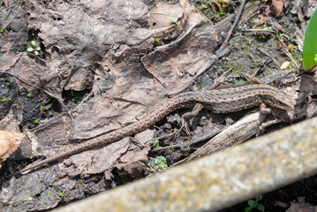 A camouflaged lizard basks in the spring sunshine.