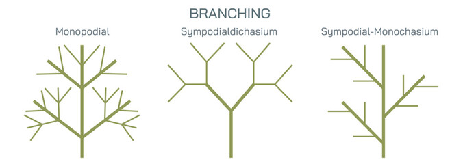 Cutting a stem to a bud or a branch of a plant is called branching and pruning. By cutting to an outside bud, the new shoots will not grow through the interior of the plants Vector illustration.