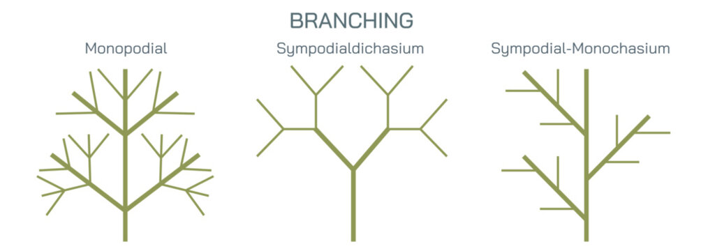 Cutting a stem to a bud or a branch of a plant is called branching and pruning. By cutting to an outside bud, the new shoots will not grow through the interior of the plants Vector illustration.