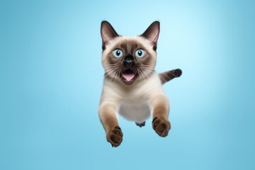 Environmental portrait photography of a smiling siamese cat leaping isolated on pastel or soft colors background