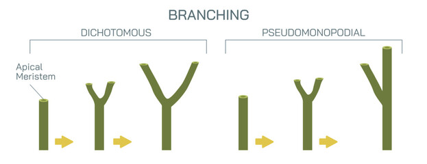 Cutting a stem to a bud or a branch of a plant is called branching and pruning. By cutting to an outside bud, the new shoots will not grow through the interior of the plants Vector illustration.