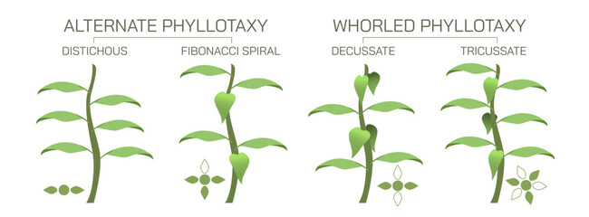 The arrangement of leaves on a stem is known as phyllotaxy, leaves can be classified as either alternate, spiral, opposite, or whorled. vector illustration. Types of leaf arrangements specification.