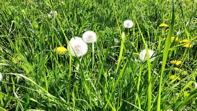 sch&ouml;ne gr&uuml;ne Wiese mit wei&szlig;en Pusteblumen, L&ouml;wenzahn, Nahaufnahme, Samen, Pollen
