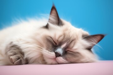 Medium shot portrait photography of a funny ragdoll cat sleeping in pastel or soft colors background