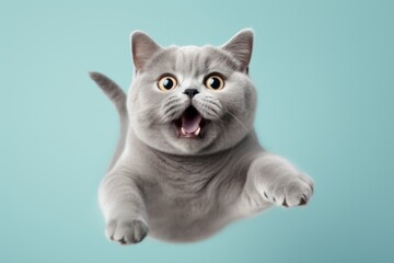 Obraz premium Close-up portrait photography of a happy british shorthair cat jumping isolated on pastel or soft colors background