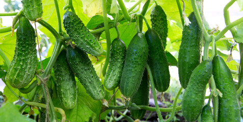 The bush cucumbers hang on the trellis in the garden .