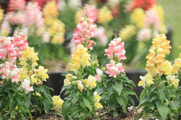 Obraz premium 花壇に咲くカラフルなキンギョソウの花