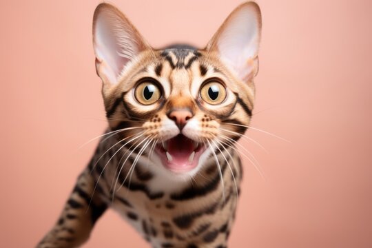 Close-up portrait photography of a smiling bengal cat sprinting on pastel or soft colors background