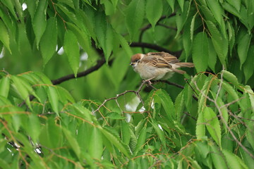 葉のついた木の枝にとまるスズメの幼鳥
