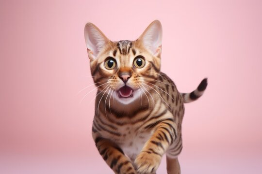 Close-up portrait photography of a smiling bengal cat sprinting isolated in pastel or soft colors background